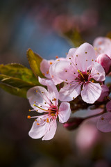 cherry blossom