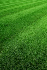 Foto auf Leinwand lawn © carroteater