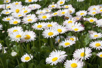 G&auml;nsebl&uuml;mchen