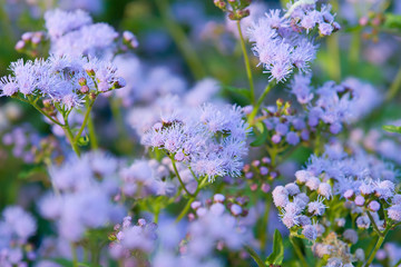 Close-up of purple flower