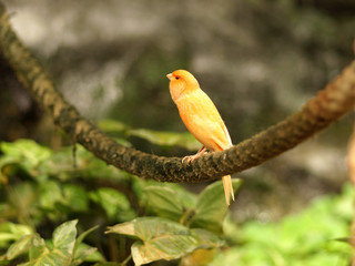 Vogel orange
