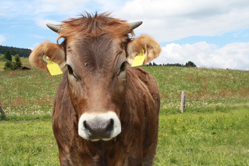 brown cow close-up