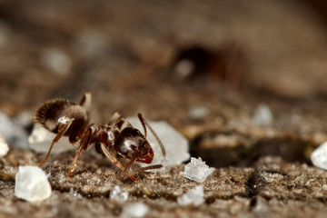 red ant eating sugar crumbs