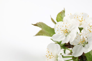 Cherry blossoms