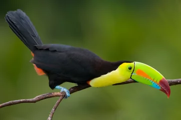 Foto auf Glas Keel Billed Toucan, from Central America. © buteo