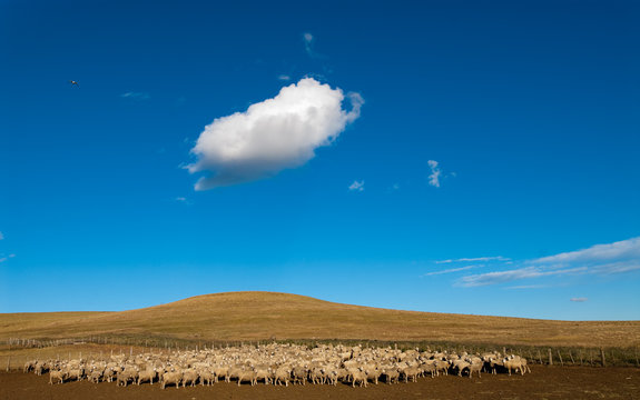 A Heard Of Sheep In Patagonia.