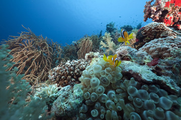 Anemonefish and anemone in the Red Sea