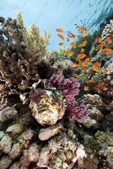 giant clam and  fish in the Red Sea