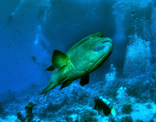 Fototapeta premium Seascape with divers and napoleonfish
