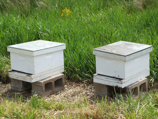Honey Bee Hives