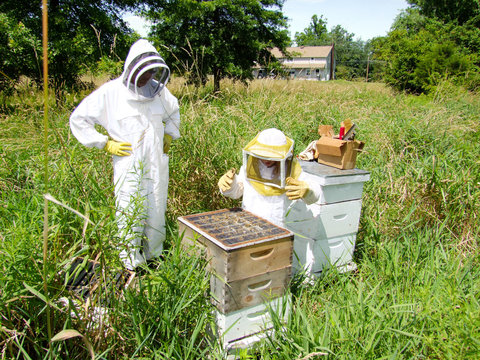 Young Beekeeper - Powered by Adobe