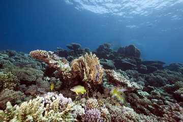 Fototapeta na wymiar Ocean and coral taken in the Red Sea.