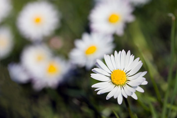 Kamille, Matricaria inodora