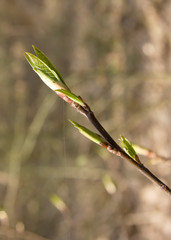 First leaves