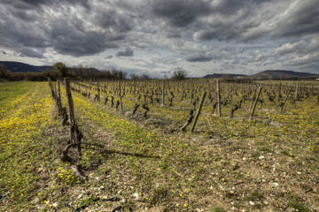 Naklejka premium vignes