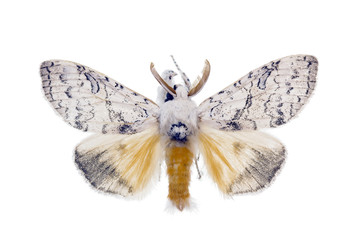 Gypsy Moth, Lymantria antennata