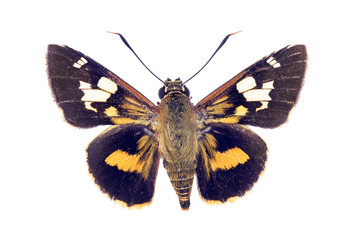 Butterfly - Splendid Ochre, Trapezites symmomus