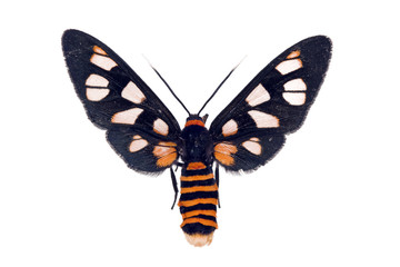 Fototapeta premium White Antenna Wasp Moth, Amata nigriceps