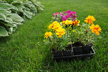 Market pack of Marigolds and Impatiens waiting to be planted