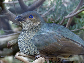 catbird