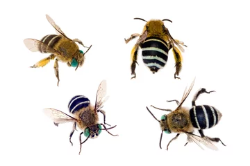 Foto op Plexiglas Blue-banded Bee, Amegilla cingulata © peter_waters