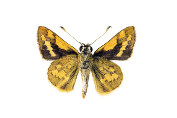 Butterfly - Greenish Grass-dart, Okybadisdes knightorum