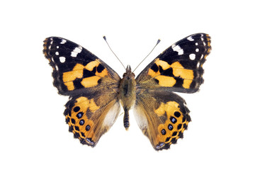 Fototapeta premium Butterfly - Painted Lady, Vanessa Kershawi