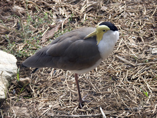 masked lapwing