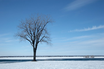 Winter tree with white snow