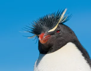 Foto op Canvas rockhopper penguin © javarman
