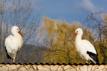 storks breeding, Hunawihr, Alsace, France