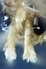 microscopic enlarged head of Grain Moth, (Sitotroga cerealella)