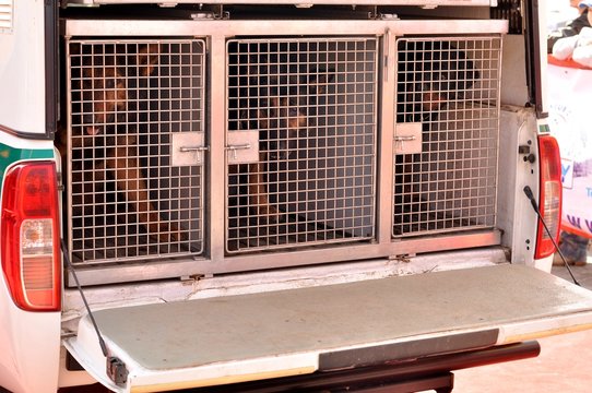 chien dans sa caisse de transport en voiture - Powered by Adobe