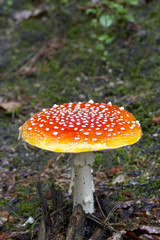 toadstool