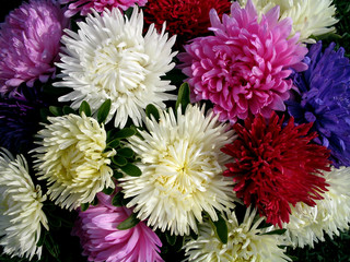 Bouquet of asters