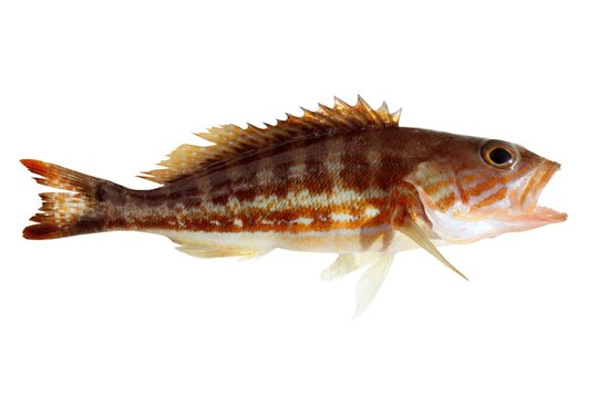 comber fish mediterranean serranus cabrilla