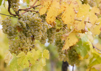 Obraz premium vineyard Jecmeniste, Eko Hnizdo, Czech Republic