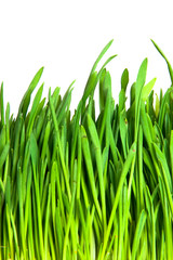 green grass