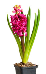 hyacinth