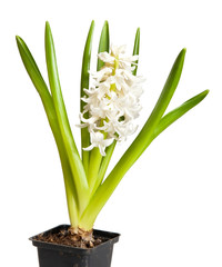 hyacinth