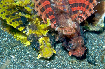Scorpion Fish