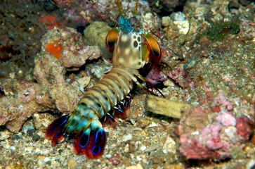 Mantis Shrimp