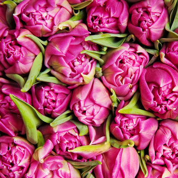 tulips