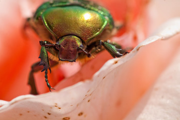 beetle