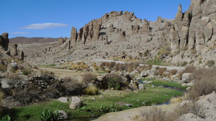 Fototapeta premium Verdure dans le désert