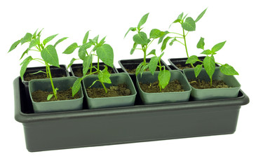 Seedlings of pepper