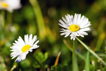 Two white camomile and fresh green grass
