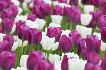 White and purple tulips