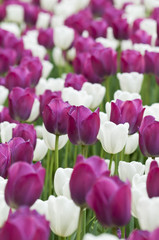 Purple and white tulips