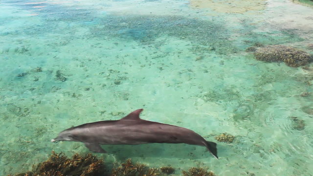 Single dolphin swimming over tropical coral reef